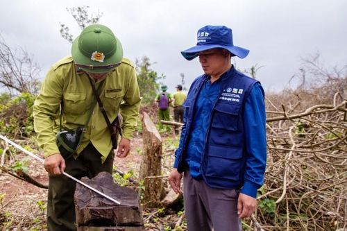Khởi tố vụ phá rừng nghiêm trọng tại Quảng Trị