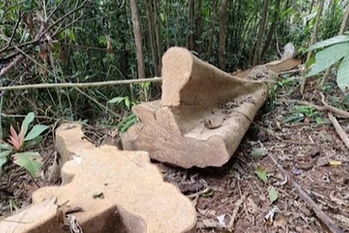 Khởi tố vụ án phá rừng nghiêm trọng tại Quảng Trị