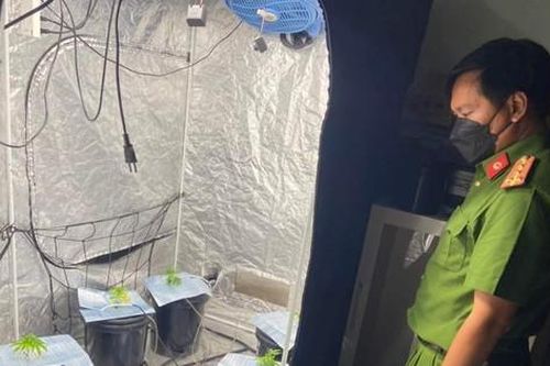 Phát hiện hai người nước ngoài nghi trồng cây cần sa ở Đà Nẵng
