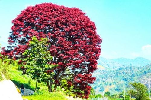Cây lá đỏ dưới chân núi Chúa thu hút khách tham quan