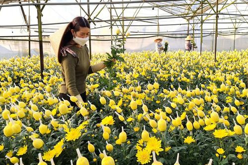 Thu hơn 55 triệu USD từ bán hoa cúc cho khách tây