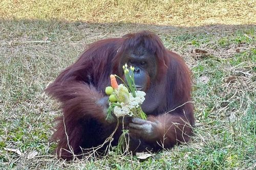 Bó hoa Valentine 'cực chất' dành cho động vật trong sở thú
