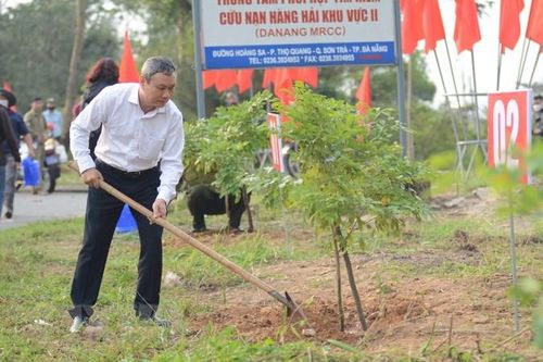 Đà Nẵng trồng 900 cây Thàn Mát ven đường lên bán đảo Sơn Trà