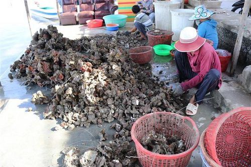 Việt Nam và Nhật Bản thúc đẩy hợp tác phát triển chuỗi nuôi hàu