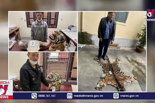 Khởi tố ba đối tượng mua bán 9 bộ da hổ