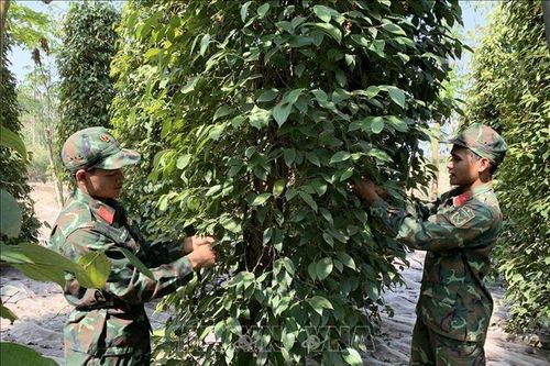Hỗ trợ nông dân Bà Rịa-Vũng Tàu thu hoạch hồ tiêu