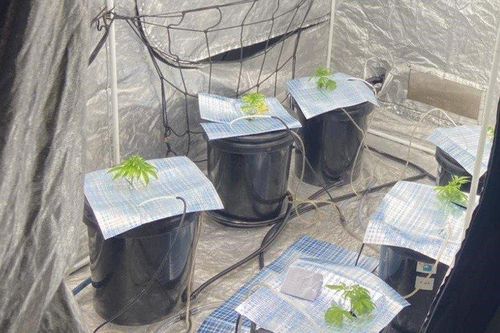 Đà Nẵng: Đôi nam nữ ngoại quốc thuê căn hộ trồng cây nghi cần sa