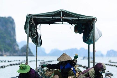 Cải thiện kỹ thuật nuôi hàu giúp nâng cao thu nhập của người dân