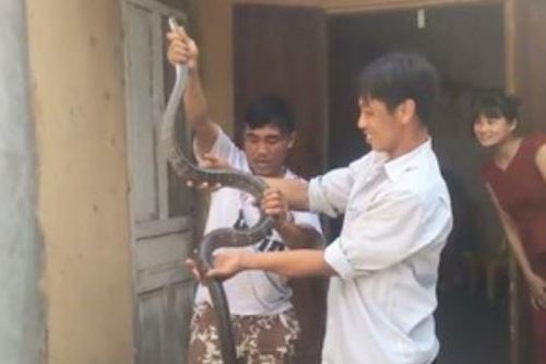 Clip: Dùng tay không bắt rắn hổ mang hơn 2 mét ở Tuyên Quang