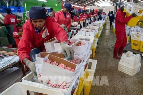 Ngày lễ Tình nhân ảm đạm đối với người trồng hoa hồng xuất khẩu tại Kenya