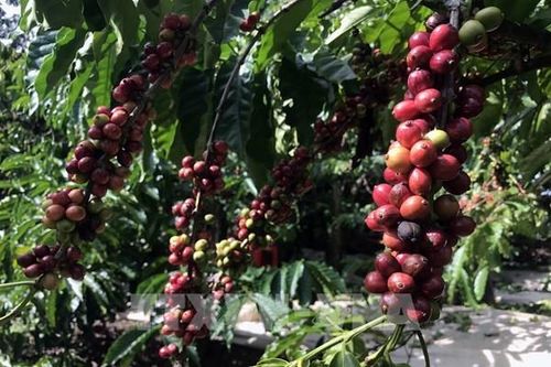 Bà Rịa-Vũng Tàu lên kế hoạch tái canh cây cà phê