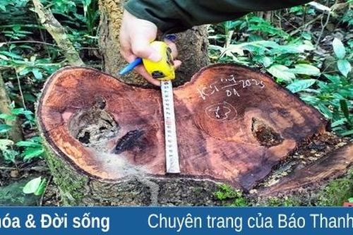 Tập trung xử lý nghiêm minh các đối tượng phá rừng tự nhiên tại huyện Lang Chánh