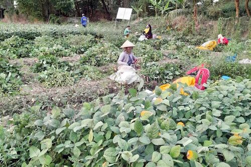 Phú Tân đẩy mạnh liên kết sản xuất và tiêu thụ nông sản
