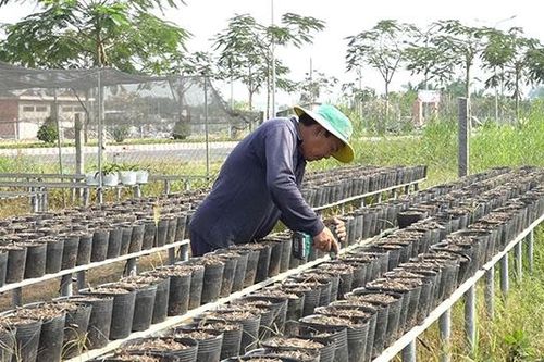 Sau Tết, nông dân Sa Đéc tất bật sản xuất cây kiểng công trình