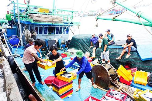Lại thiếu lao động nghề biển