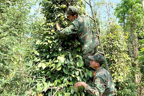 Bộ đội giúp nông dân vùng hồ tiêu trọng điểm thu hoạch vụ mùa năm 2023