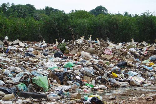 Sri Lanka cấm nhựa dùng một lần để bảo vệ voi