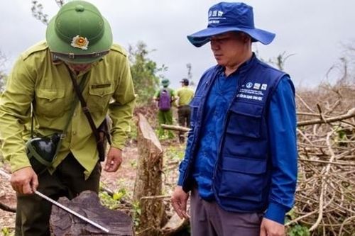 Khởi tố vụ chặt hạ trắng 18ha rừng ở Quảng Trị