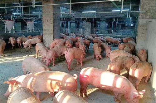 'Chung cư lợn' ở Trung Quốc gây lo ngại về mùi hôi và nguồn xả