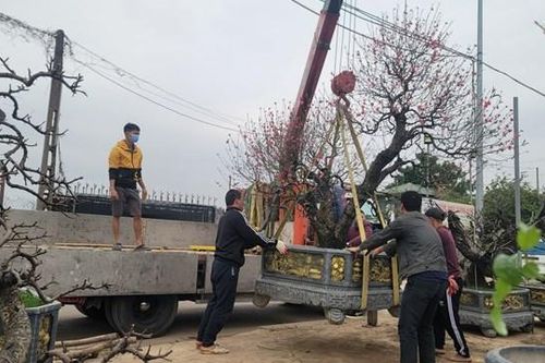 Làng Nhật Tân 'đón' đào trở về