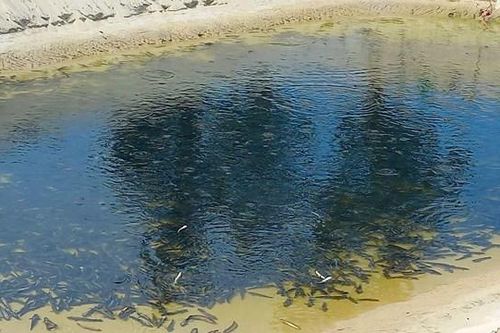 Thu 250 tỷ đồng/năm, cả xã đổi đời nhờ nuôi cá 'đầu bẹp, lưng đen'