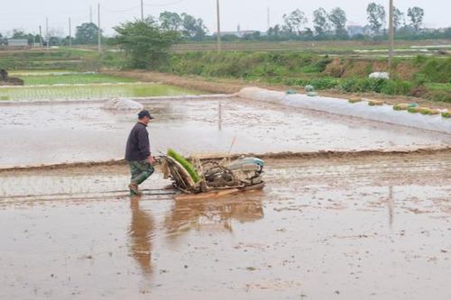 Hà Nội: Linh hoạt chuyển đổi cơ cấu cây trồng vụ Xuân