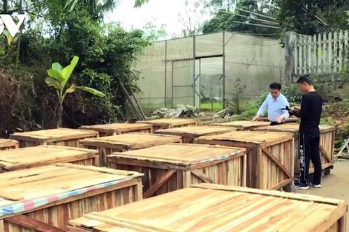 Lần đầu tiên Lào Cai xuất khẩu đậu đũa ngâm muối sang Nhật Bản