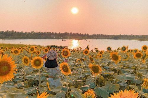 Hướng về phía Mặt trời