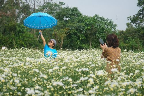 Ngắm vườn cúc họa mi trái mùa tuyệt đẹp ở Đà Nẵng