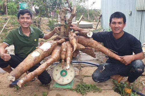 Cây mì 'khủng' nặng gần 70kg, củ dài nhất 1,3m