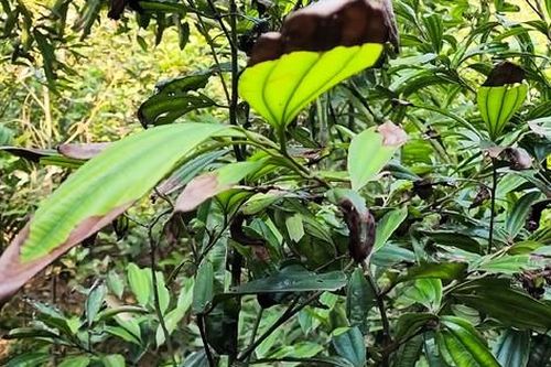 Quế cháy lá không rõ nguyên nhân: Người dân Lào Cai lo lắng cầu cứu