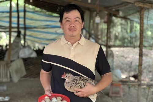 Đầu bếp Sài Gòn làm giàu nhờ trang trại nuôi chim trĩ