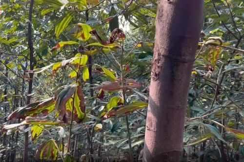 Lào Cai: Gần 1.300ha quế ở huyện Bảo Thắng bị khô lá bất thường