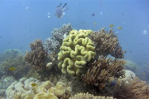 WWF kêu gọi hoàn tất hiệp ước đầu tiên về đa dạng sinh học