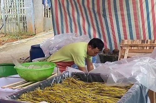 Đậu đũa ngâm muối của Lào Cai lần đầu xuất khẩu sang Nhật Bản