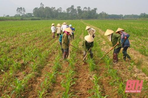 Tích cực thực hiện khảo nghiệm giống cây trồng
