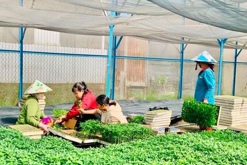 Nhiều hy vọng cho nghề ươm cây giống Hội An