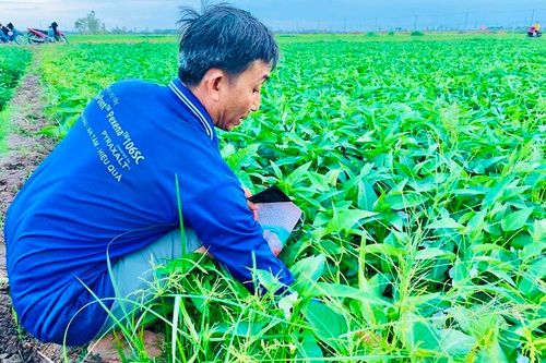 Liên kết trồng rau muống lấy hạt