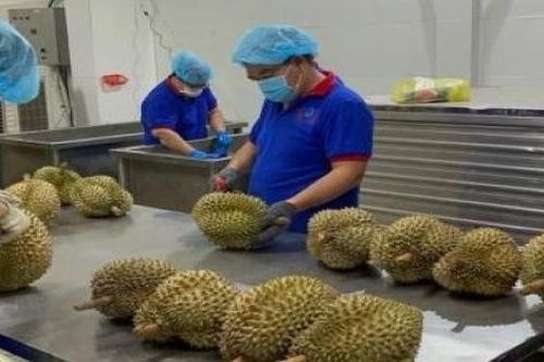 Làm gì để duy trì hoạt động giao thương nông sản sang Trung Quốc?