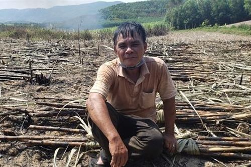 Hàng trăm ha mía cháy bất thường, Gia Lai chỉ đạo hỏa tốc