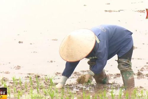 Chuyển đổi hơn 146.000 ha cây trồng trên đất lúa