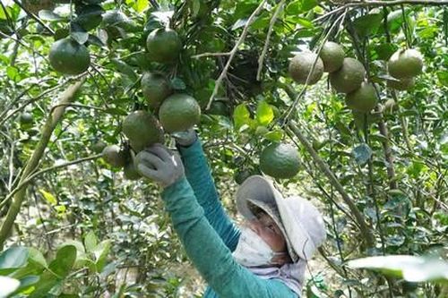 Vì sao giá cam sành đặc sản ở Đồng bằng sông Cửu Long rớt thê thảm?