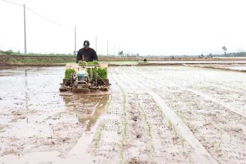 Hà Nội dồn lực cho vụ xuân, hạn chế diện tích bỏ hoang
