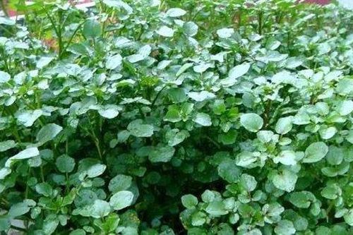 Món ăn, bài thuốc từ cải xoong hỗ trợ chữa bệnh