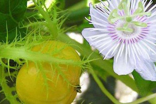 5 thảo dược tốt cho người bị mất ngủ