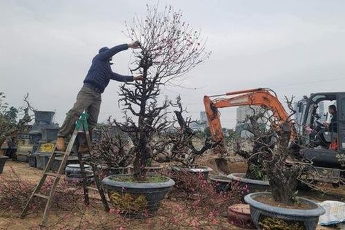 Làng đào Nhật Tân tất bật chăm sóc cây sau Tết