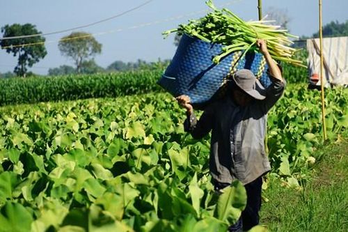 Đồng Nai: Nông dân phấn khởi vì cây kèo nèo được giá