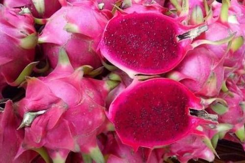 Tranh luận 'nảy lửa' bản quyền giống thanh long ruột đỏ Long Định