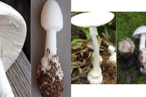 Cục ATTP cảnh báo ngộ độc thực phẩm có chứa độc tố tự nhiên
