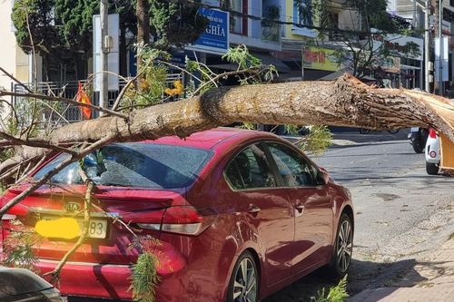 Nhánh cây gãy đè vỡ kính xe ô tô ở trung tâm Đà Lạt